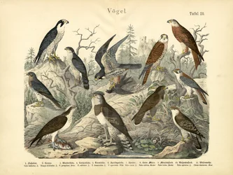 Birds